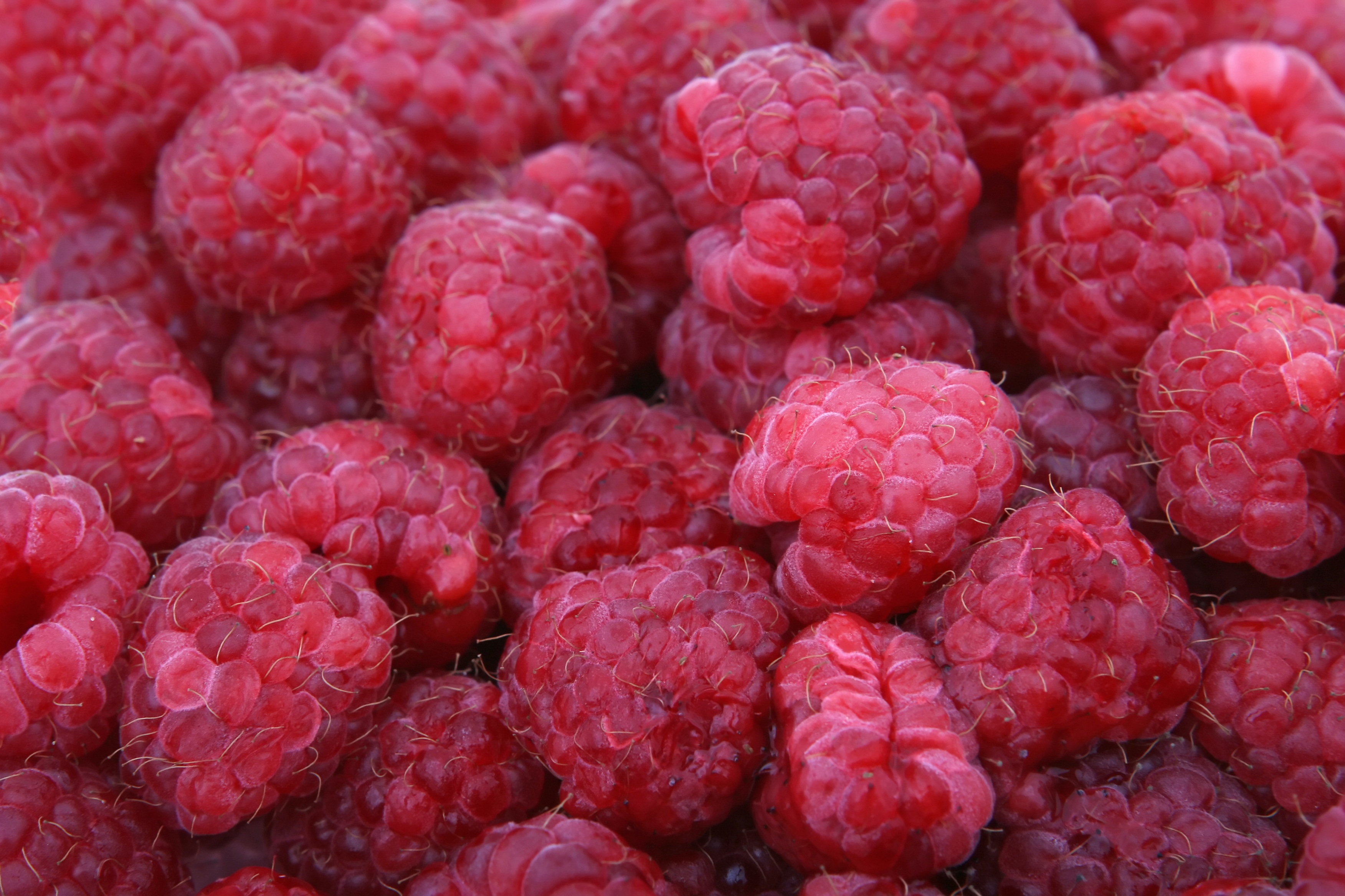 Frambozen
